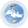 Fish of the Mediterranean